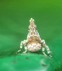 Fulgoridae