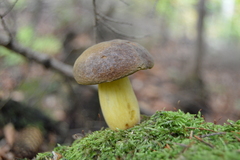 Boletus