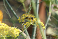 Polistes gallicus