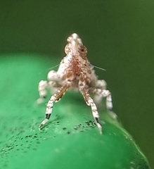 Fulgoridae