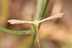 Exelastis phlyctaenias