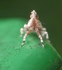 Fulgoridae