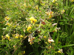 Crotalaria capensis