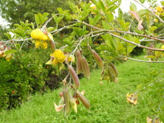 Crotalaria capensis