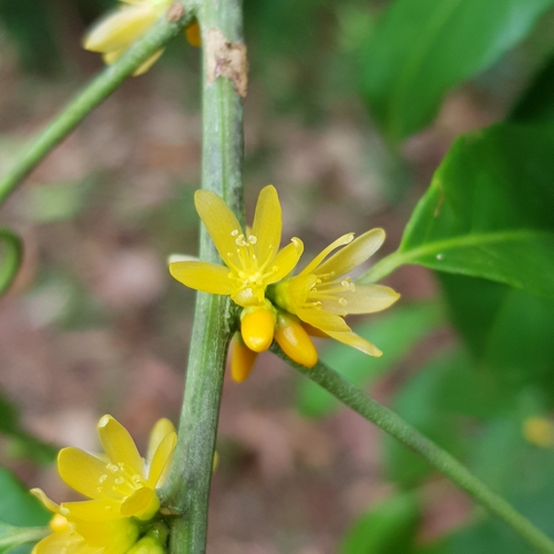 White Grapper Climber (Indorouchera griffithiana)