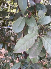 Laurus nobilis