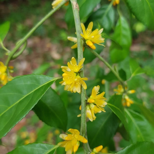Image of Indorouchera griffithiana by (c) pbsg, some rights reserved (CC BY)