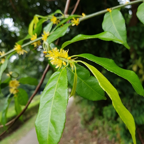 Image of Indorouchera griffithiana by (c) pbsg, some rights reserved (CC BY)