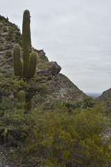 Trichocereus terscheckii
