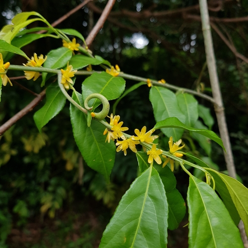 Image of Indorouchera griffithiana by (c) pbsg, some rights reserved (CC BY)