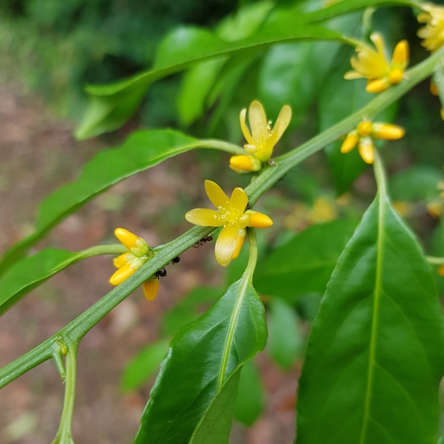 Image of Indorouchera griffithiana by (c) pbsg, some rights reserved (CC BY)