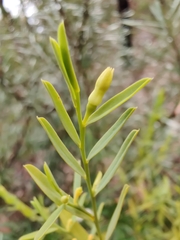 Olax stricta