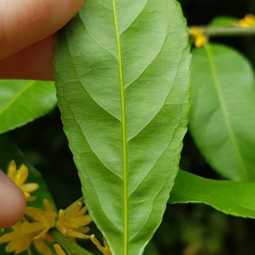 Image of Indorouchera griffithiana by (c) pbsg, some rights reserved (CC BY)