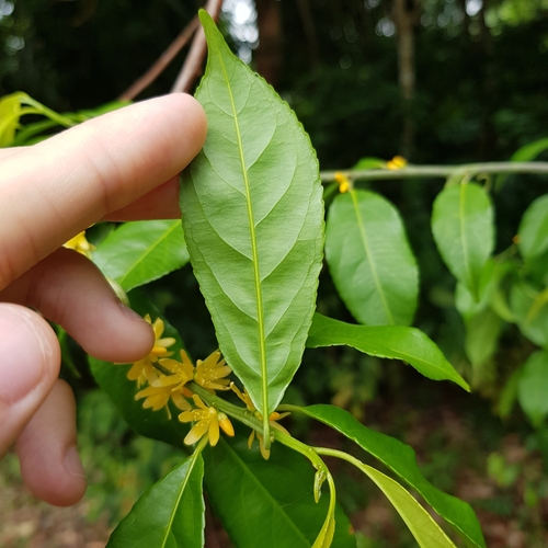 Image of Indorouchera griffithiana by (c) pbsg, some rights reserved (CC BY)