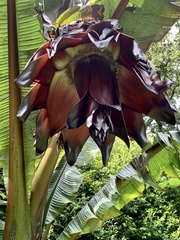 Ensete