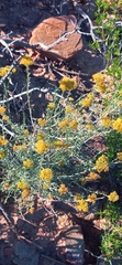 Helichrysum rutilans