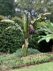 Ensete