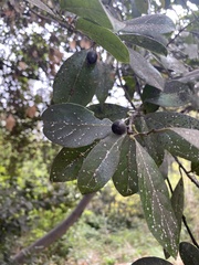 Laurus nobilis
