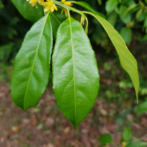 Image of Indorouchera griffithiana by (c) pbsg, some rights reserved (CC BY)