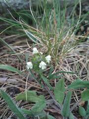 Prunella laciniata