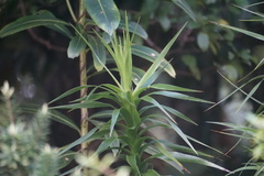 Dracophyllum arboreum