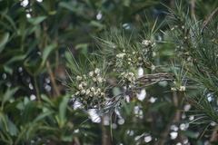 Dracophyllum arboreum