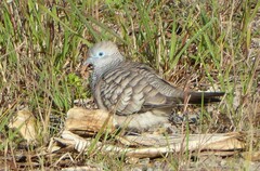 Geopelia placida