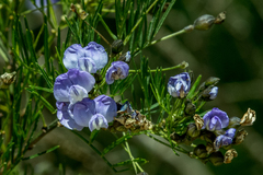 Psoralea