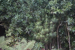 Dracophyllum arboreum