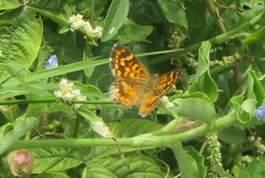 Aricoris campestris
