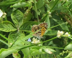 Aricoris campestris