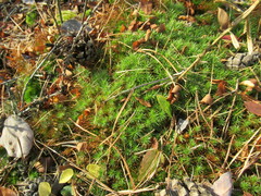 Polytrichum juniperinum