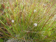 Eriophorum vaginatum