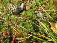 Polytrichum juniperinum