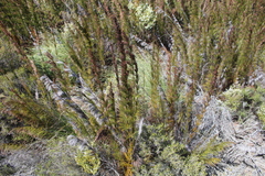 Restio paniculatus