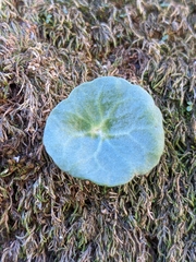 Umbilicus rupestris