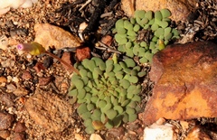 Oxalis fergusonae