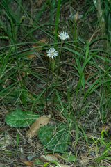 Gerbera cordata