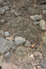 Gymnocalycium pugionacanthum