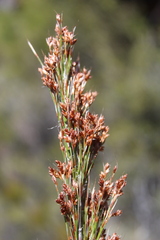 Restio paniculatus