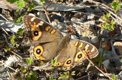 Junonia villida
