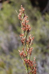 Restio paniculatus