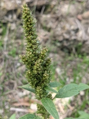 Amaranthus blitum