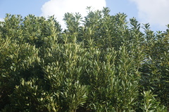 Pseudopanax chathamicus