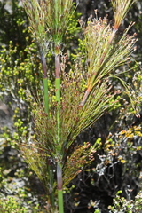 Restio paniculatus