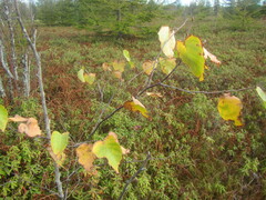 Betula platyphylla