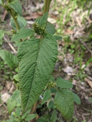 Amaranthus blitum
