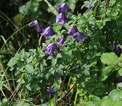 Clematis viticella