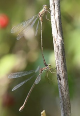 Chalcolestes parvidens