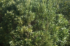 Pseudopanax chathamicus